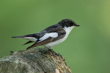 Pied Flycatcher Perched