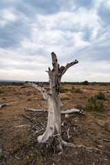 Baum
