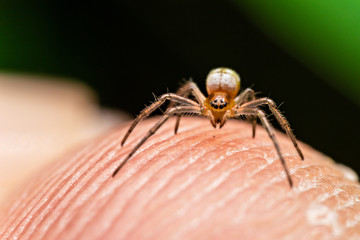macro image of jumping spider. macro mode close up shot animal and insect.