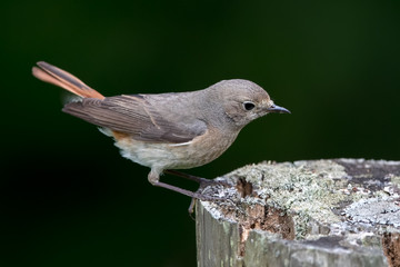 Redstart Female Perched