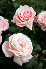 pink rose in the garden