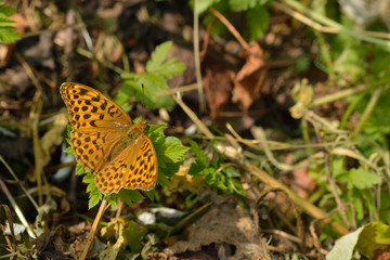 Kaisermantel (Argynnis paphia)	