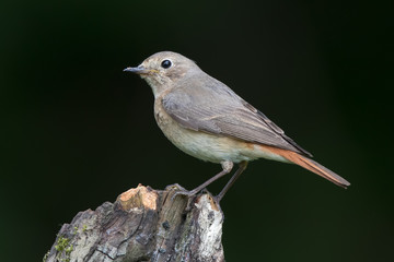 Redstart Female Perched