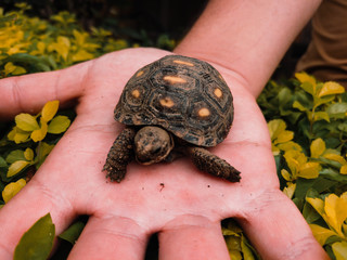 Baby land turtle standing on a person's hand