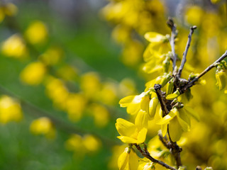 Yellow Forsythia blooming flowers in spring. Ornamental shrubs are blooming.