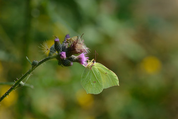 Zitronenfalter (Gonepteryx rhamni)	