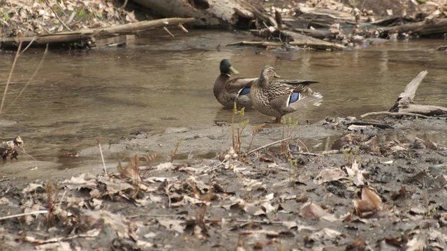 Ducks Couple Cleaning their Feathers near Stream in Forest in Spring. 4K