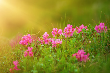 Rhododendron flowers in nature
