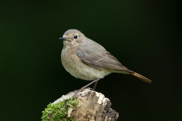 Redstart Female Perched