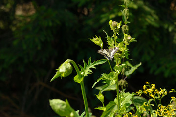 Schwalbenschwanz (Schmetterling)	