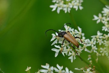 Männchen des  Blutroten Halsbock (Anastrangalia sanguinolenta)