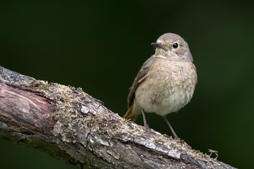 Redstart Female Perched