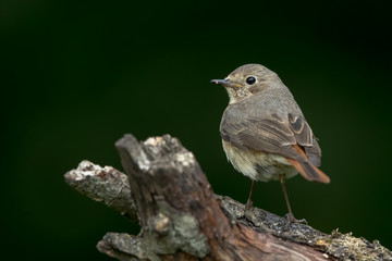 Redstart Female Perched