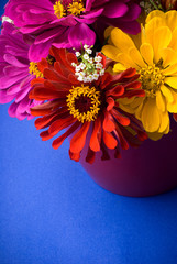 Colorful zinnia flowers