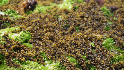 Seaweed that is still in the sea is brown