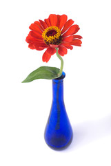 Red zinnia flower in blue vase on white