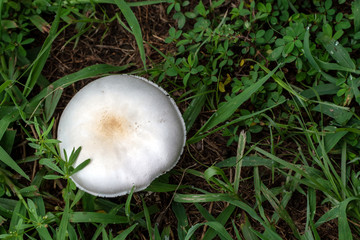 A white mushroom contrasts beautifully against the green grass in Missouri. Bokeh.