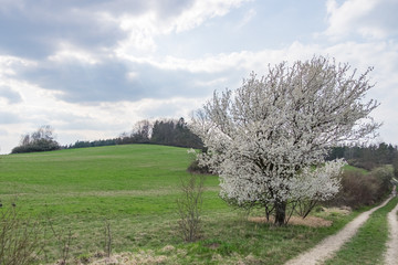 Prunus cerasifera Kirschpflaume Habitus in Blüte auf dem Kernbergplateua bei Jena