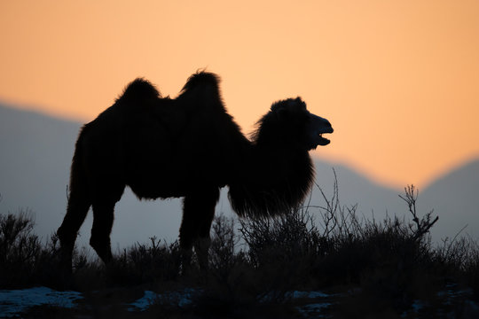 Silhouette of a Bactrian camel