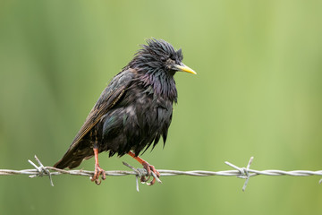 Starling on Wire Shaking Water off Feathers