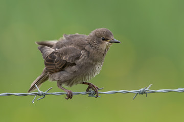 Starling Perched