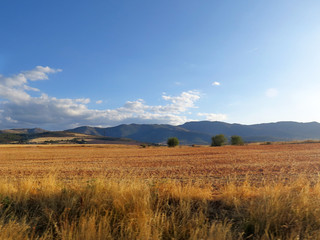 Plakat Landscape with wheat field