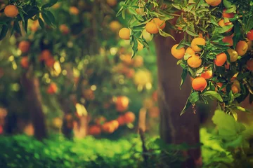 Fotobehang Tangerine sunny garden © Roxana