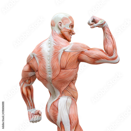 Muscle Layout of the Human Body Strong Man Pose A3 Poster Picture Medical 