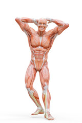 muscleman anatomy heroic body doing a bodybuilder pose ten in white background