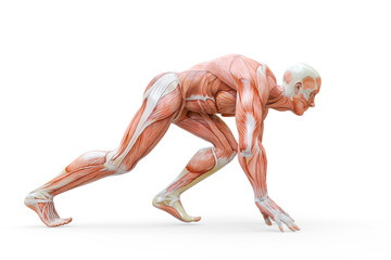 muscleman anatomy heroic body doing a runner pose in white background