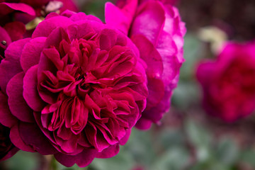 pink rose in the garden