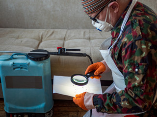 elderly man in special clothes, glasses and apron is considering place of work to destroy insects. using magnifying glass, man found cluster of bugs in couch. Military pensioner ready for battle