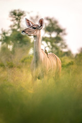 Kudu with small bird rests in the South African wilderness