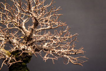 Bonsai brand without leaves exposed on table isolated on black background