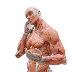 muscleman anatomy heroic body talking on cellphone in white background
