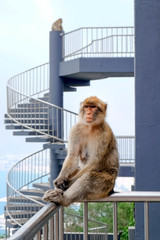 Affen, Gibraltar