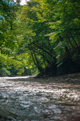 Deep Forest River in Japan