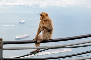 Affen, Gibraltar