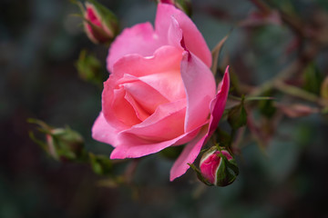 pink rose in garden