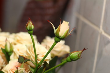  little roses