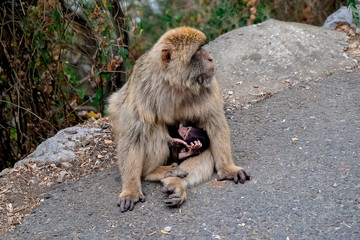 Affen, Gibraltar