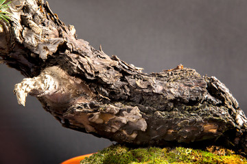 detail of trunk bark of a bonsai pine
