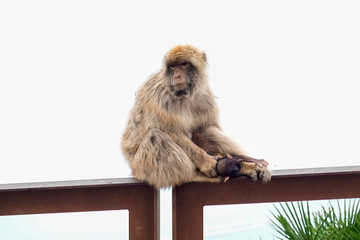 Affen, Gibraltar