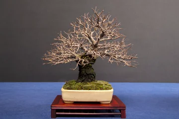 Gardinen Zelkova-Bonsai ohne Blätter auf dem Tisch © luisrojasstock