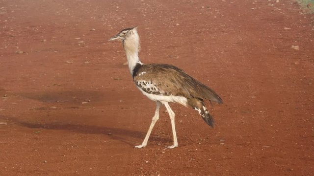 Kori bustard bird in Tanzania