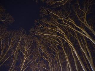 leafless trees at night at outdoor