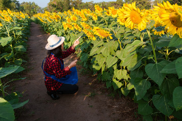 Farmer girl working with a tablet in a sunflower field. close up. female agronomist business correspondence. business woman in field planning their income. farming concept.