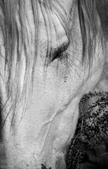 Black and white poster horse