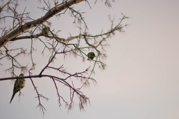 parrot on tree branch
