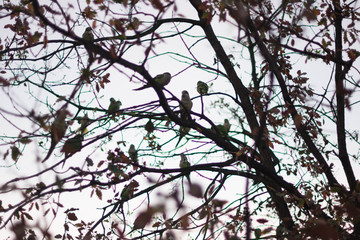 parrots making time on the branches of a tree